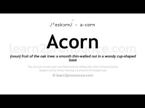 Pronunciation of Acorn | Definition of Acorn