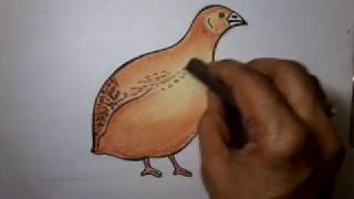 How to Draw a Quail Bird. Coloring with soft pastels.simple Painting. screenshot 5