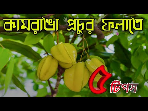 কামরাঙার প্রচুর ফলন পেতে ৫টি টিপস