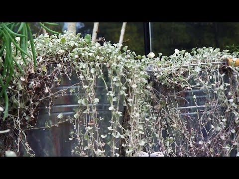 Video: Silver Falls Dichondra Care - Aprende a cultivar una planta de Silver Falls en interiores