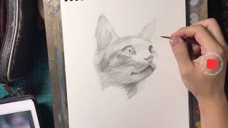 #170【生配信】芸大生が講評します　 猫描きます　pencil drawing cat