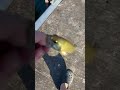 Nice smallmouth