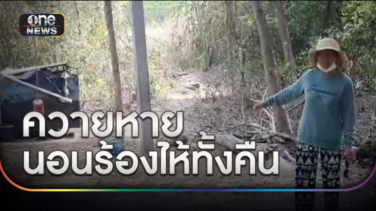 โจรขโมยควาย 4 ตัว ยายนอนร้องไห้ทั้งคืน | ข่าวเช้าช่องวัน | สำนักข่าววันนิวส์