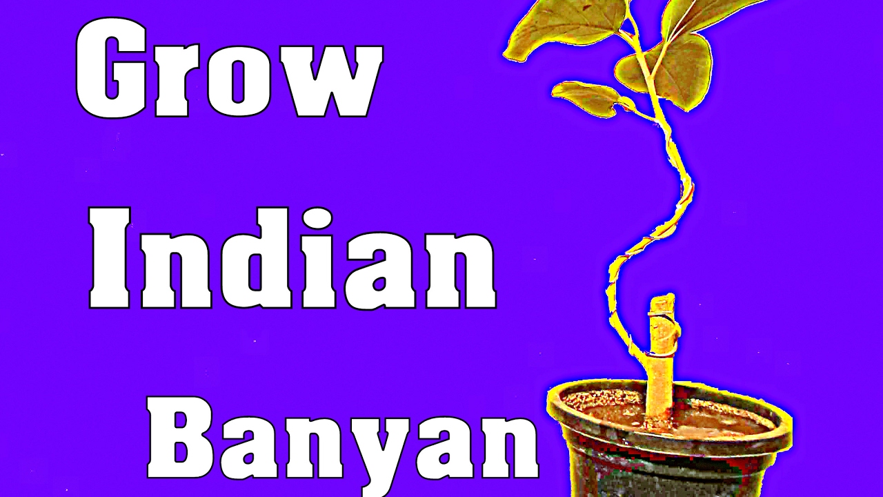 Indian Banyan / Grow Cutting / Bonsai Hindi Video / बरगद से बोन्साई