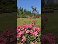 Spring Roses at Shinjuku Gyoen National Garden Tokyo Japan｜Beautiful Urban Oasis