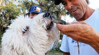 Invasive IGUANA Gets Revenge On My Dog!