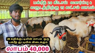 ## யாருக்குமே தெரியாத உண்மை ஆந்திரா நெல்லூர் பக்ரீத் கிடாய் வளர்ப்பில் இவ்வளவு லாபமா.(open talk)