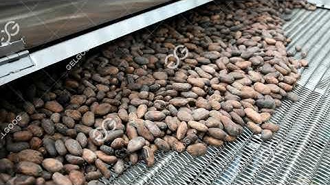 Large Scale Cacao Roaster Machine Cocoa Bean Roasting Machine