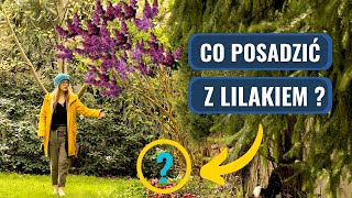 LILAK - Z czym POSADZIĆ ?  Jak dbać, pielęgnować, nawozić. LILAKI (bzy) w ogrodzie.