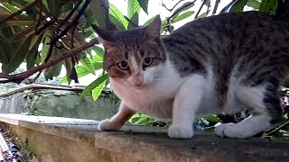 Every day, she meows like this to get food from me by My street cats 36 views 1 year ago 44 seconds