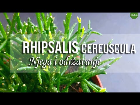 RHIPSALIS Cereuscula - Njega i održavanje