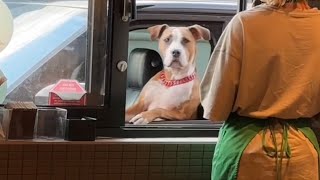 My Dog Stole My Car And Went To Starbucks! #viral