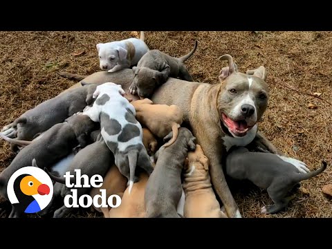 Video: Geredde Pit Bull wordt een pleegmoeder tot 16 puppies - en iedereen heeft thuis nodig!