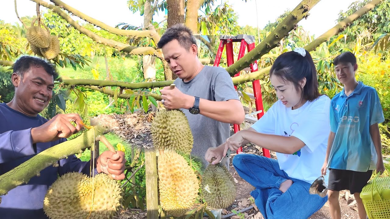 ตัดทุเรียนสวนน้าเล่ย์ปีแรกพามาดูบรรยากาศขุดสระน้ำใหม่เตรียมขยายสวนทุเรียน