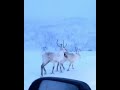 حيوان الرنه من الشمال النرويجي حيوان الرنه من الشمال النرويجي