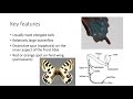Workshop #3 - Lepidoptera (Butterflies, Moths, and Skippers)