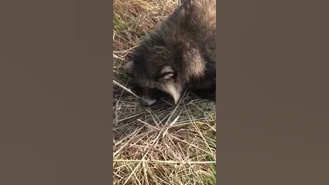 Енот притворяется мёртвым