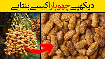 Chuhara Kaise Banta Hai | How Dry Dates are Made From Tree | Chuhara Making Process