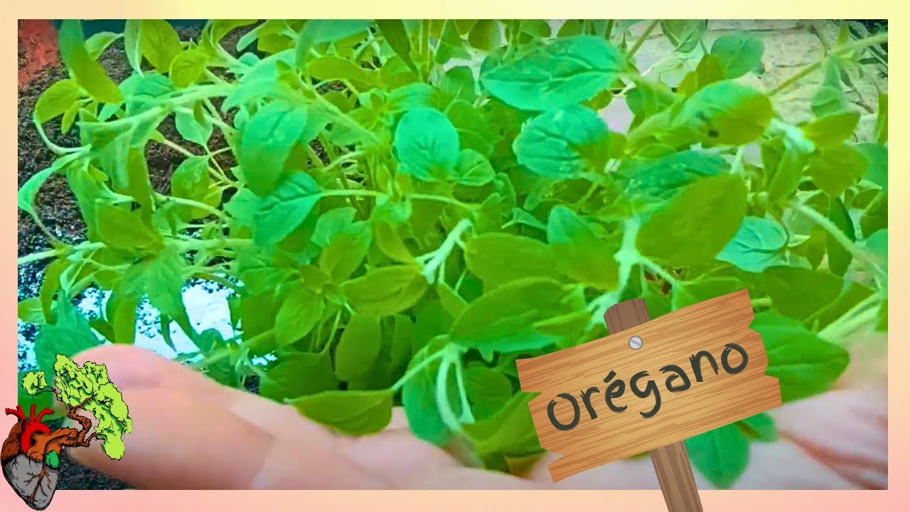 Como Plantar Orégano? Dicas essenciais!