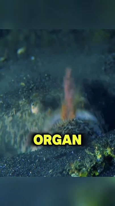 Ikan Paling Seram Dekat Dasar Laut 😱 Stargazer!