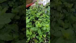 Mental Health Benefits Of Gardening