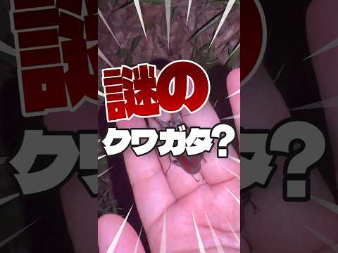 本編動画公開中 今年初のクワガタ採集で謎のクワガタを採集しました クワガタ カブトムシ 昆虫 昆虫 昆虫採集 音声 音読さん