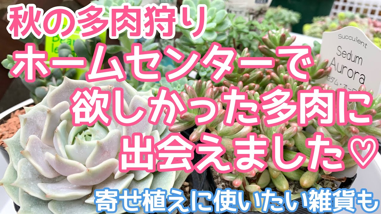 ❤︎多肉植物　実生苗　ローラ　抜き苗❤︎