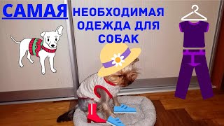 САМАЯ НЕОБХОДИМАЯ ОДЕЖДА ДЛЯ СОБАК (ЙОРКОВ)! ЭТО НУЖНО ЗНАТЬ ВСЕМ! НИЧЕГО ЛИШНЕГО! ПОДРОБНО!