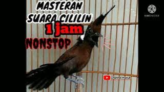 Suara burung cililin II masteran full satu jam nonstop