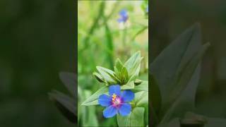 Bijiliyan 100 Bar#trending #vishu b11 #subscribe