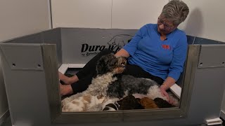 How to create Confident Calm Content Labradoodle Puppies | Onyx Shadow E 04