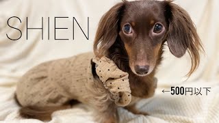 激安通販SHEINで犬服を購入してみたら可愛いくて最高すぎた！！【チワックスとダックスフンド】