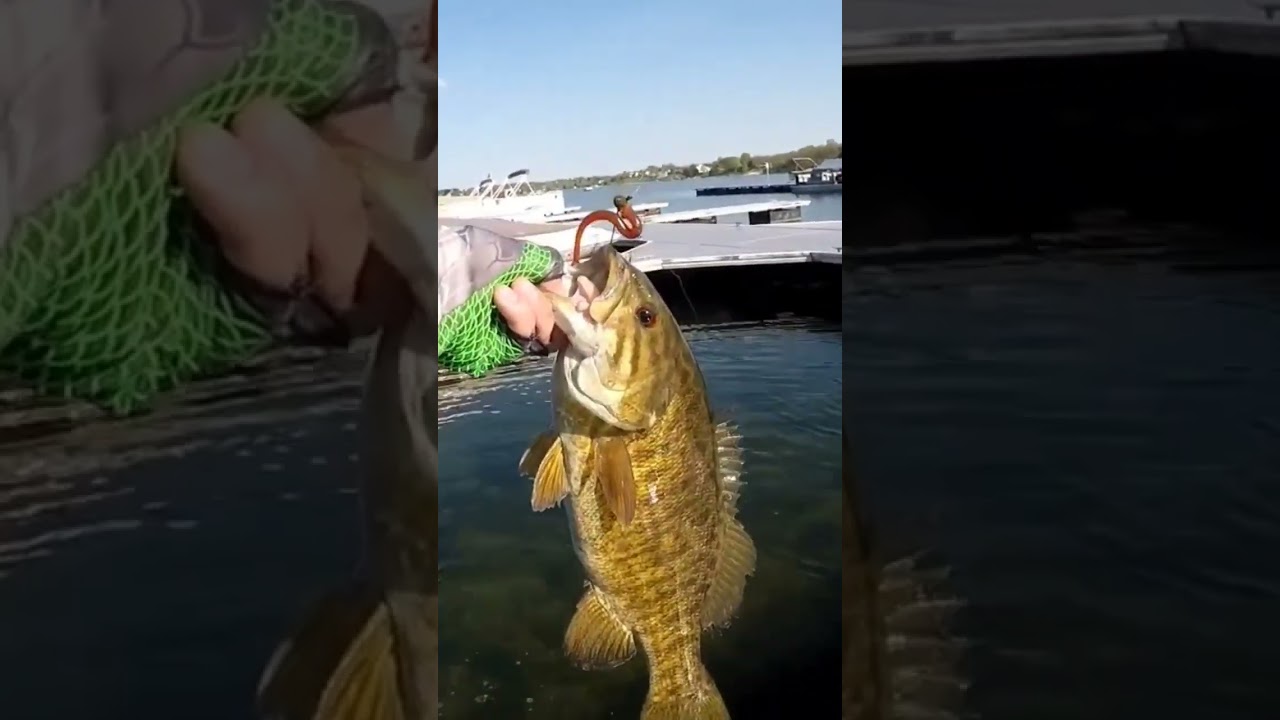 ULTRA Clear Water Smallmouth 