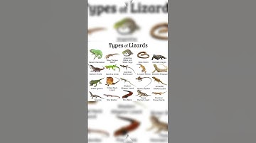 types of lizards #lizard #biology #generalknowledge
