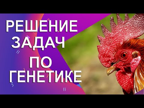 Решение задачи по генетике на наследование рыжей окраски оперения у кур | Доминантный эпистаз