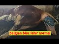 proses kelahiran sapi belgian blue secara normal