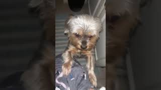 No SHUT DOORS. Oslow is the king of barging in on me. #yorkie #dogshorts #dogmom #fyp