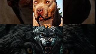 PITBULL🆚 ROTTWEILER, DOBERMAN, AMERICAN PITBULL, WOLF DOG,MOST DENGEROUS DOG BREEDS