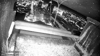 Shook Falcon Cam Live Stream