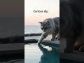 A brave little kitten tests the cool waters of the infinity pool under the warm sunset glow. ---