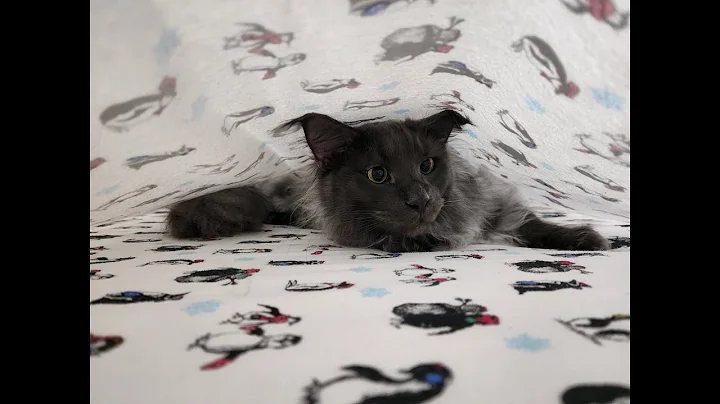 Video 11766321: blue maine coon cat