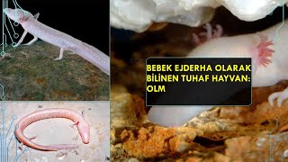 Bebek Ejderha Olarak Bilinen Tuhaf Hayvan: Olm