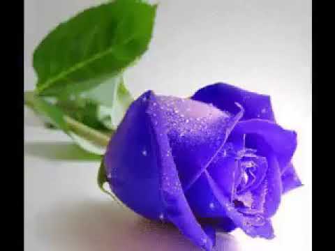 عثمان حسين حسين بازرعة أنا والنجم والمساء ضمنا الوجد والحنين