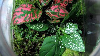 The most beautiful closed terrarium