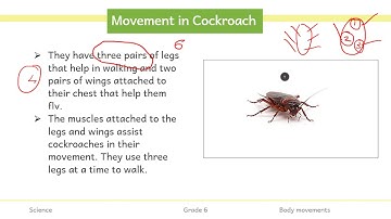 Movement in Snail, Cockroach and Earthworm