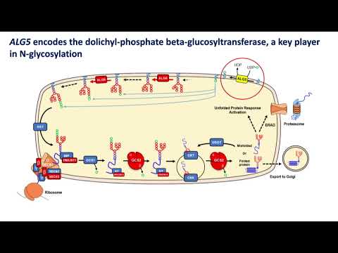 AAP ORKiD Recherche 2020 : Caractérisation clinique et fonctionnelle d’un nouveau gène impliqué dans les formes atypiques de PKD
