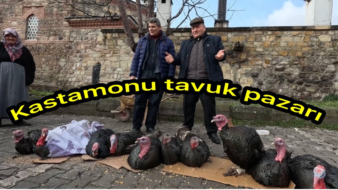 Kastamonu tavuk pazarında yılbaşı heyecanı hindiler pazarda yerini aldı güncel fiyatlar 🦃