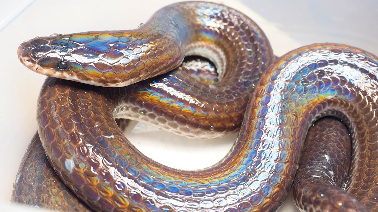 A snake with iridescent enamel scales - YouTube