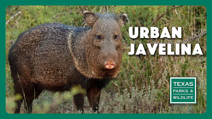 Urban Javelina