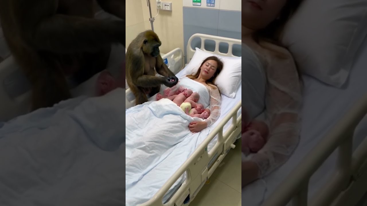 What About The Woman Who Married Gorilla Baby Shorts Cute Funny Love Animals